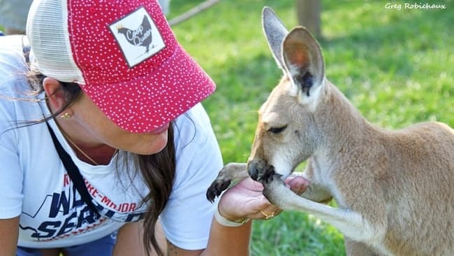 Kangaroo Walkabout Experience - image 3